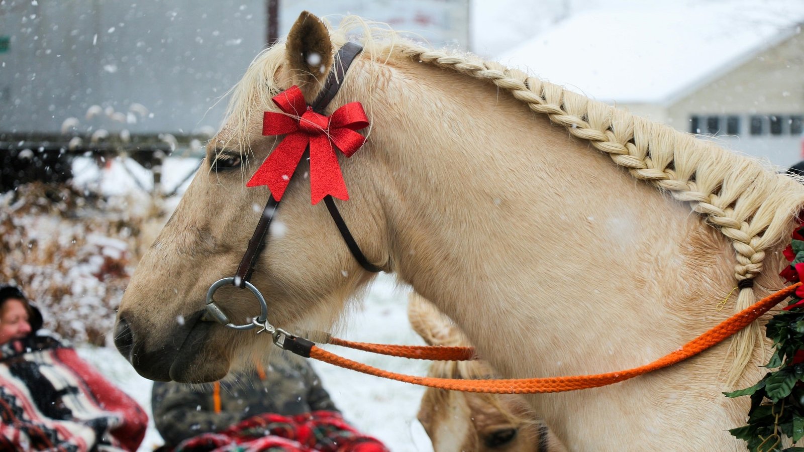 Female Horse Names-min