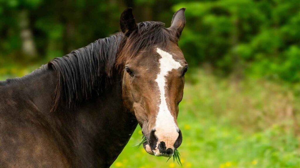 A to Z Horse Names with meanings