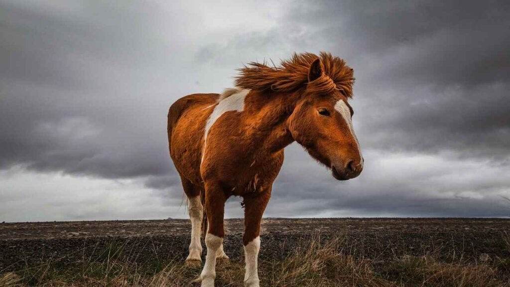 Badass Mustang Horse Names