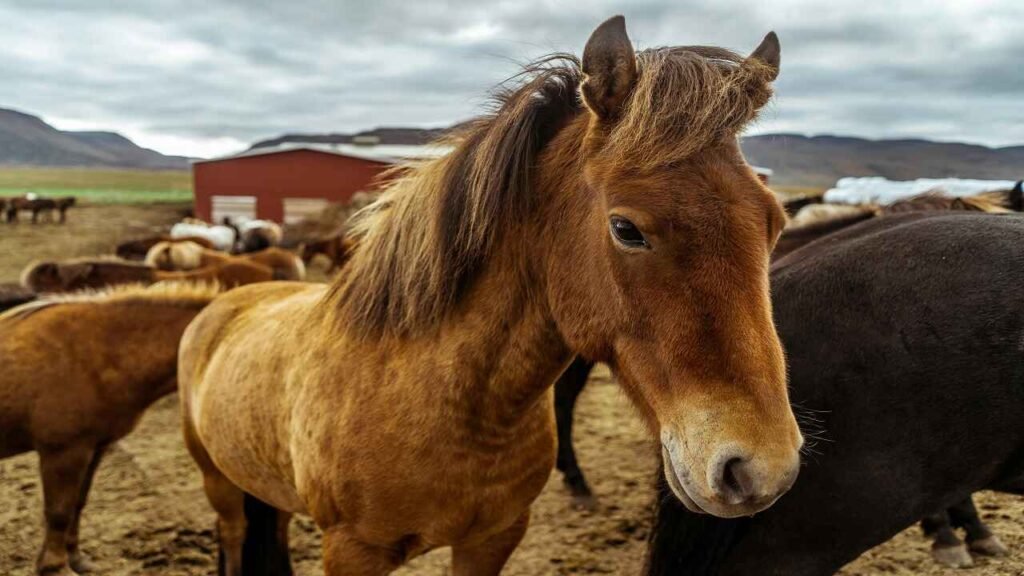 Badass Mustang Horse Names with Meanings