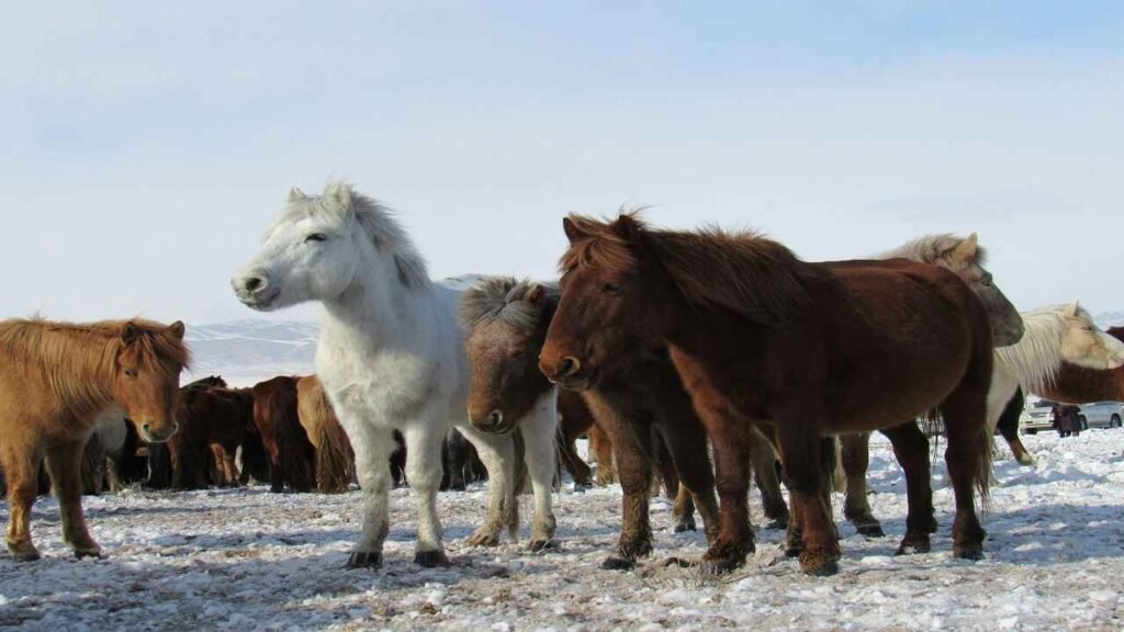 Best Horse Names for Future with Meanings