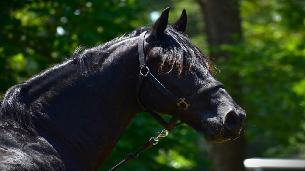 Black Horse Names with Meanings