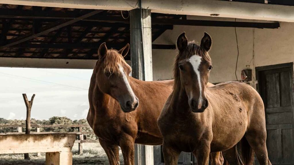 Boy and girl horse names with meanings