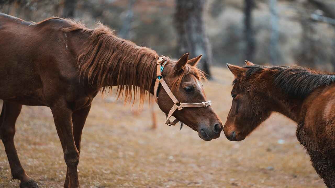 Boy and girl horse names