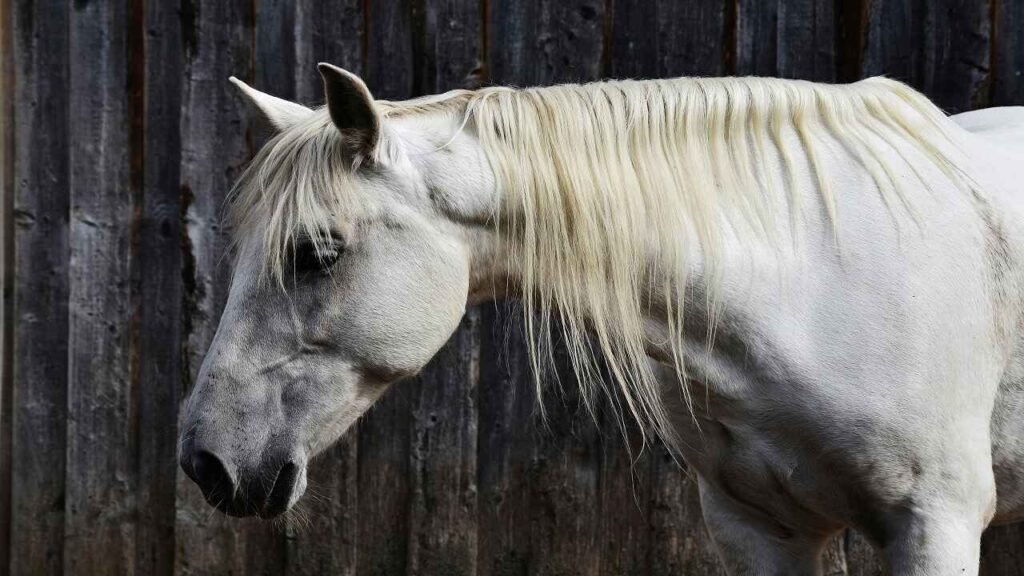 Cool Horse Names