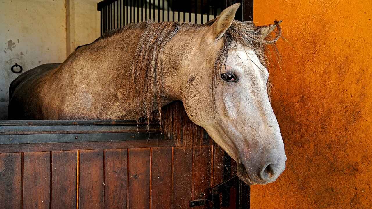 Germany Horse Names