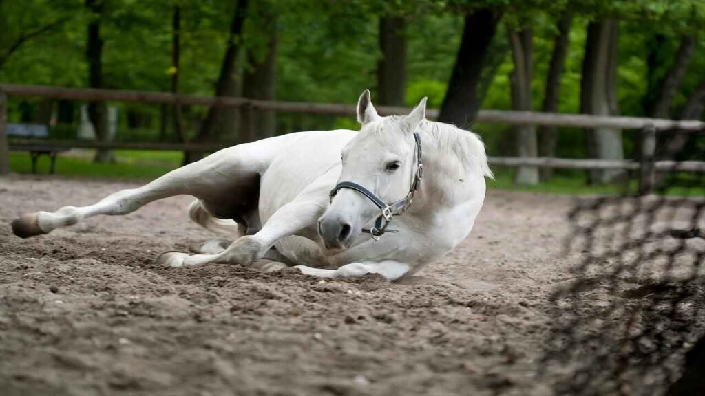 Horse names for mares with meanings