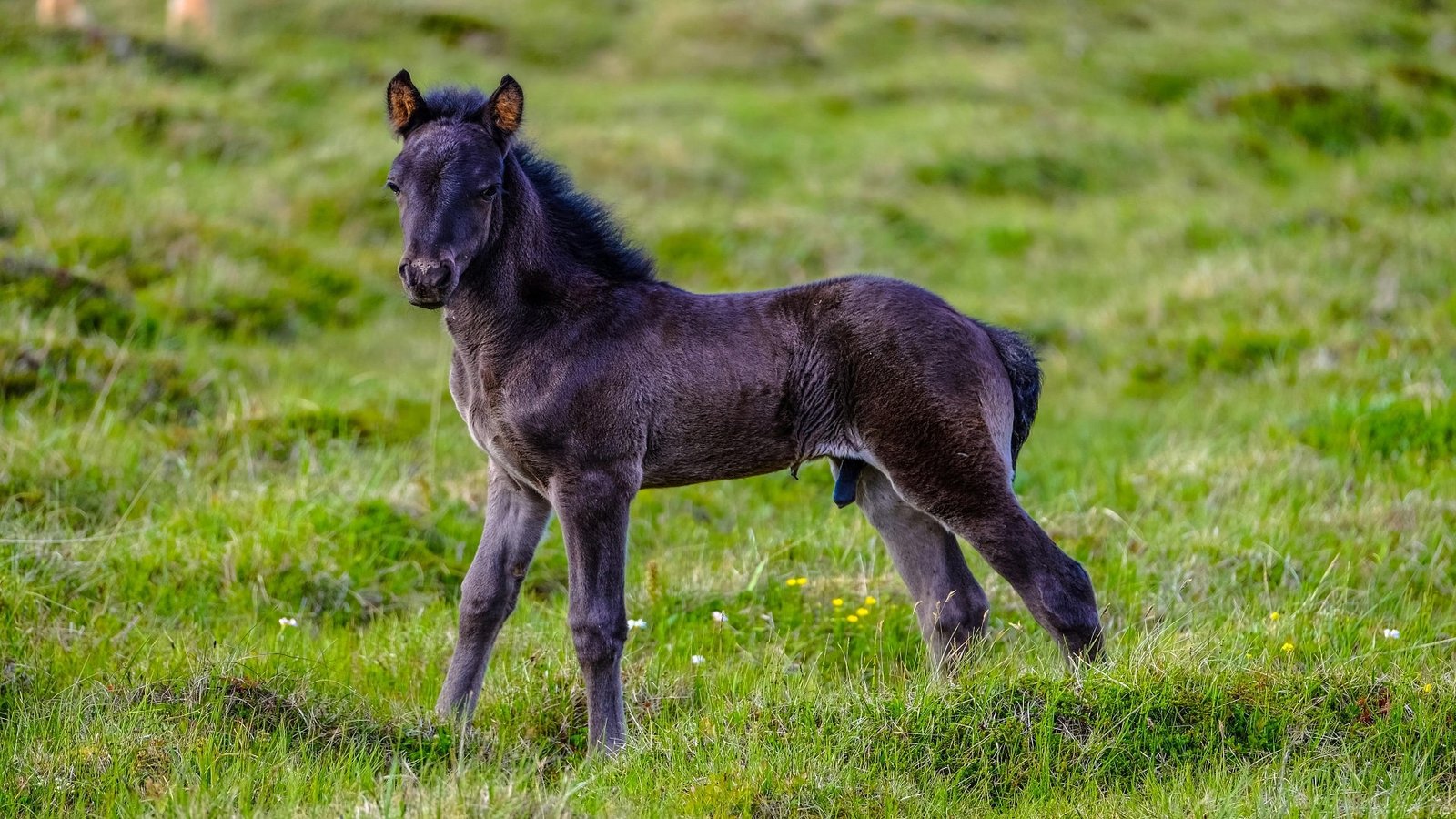 Male Horse Names