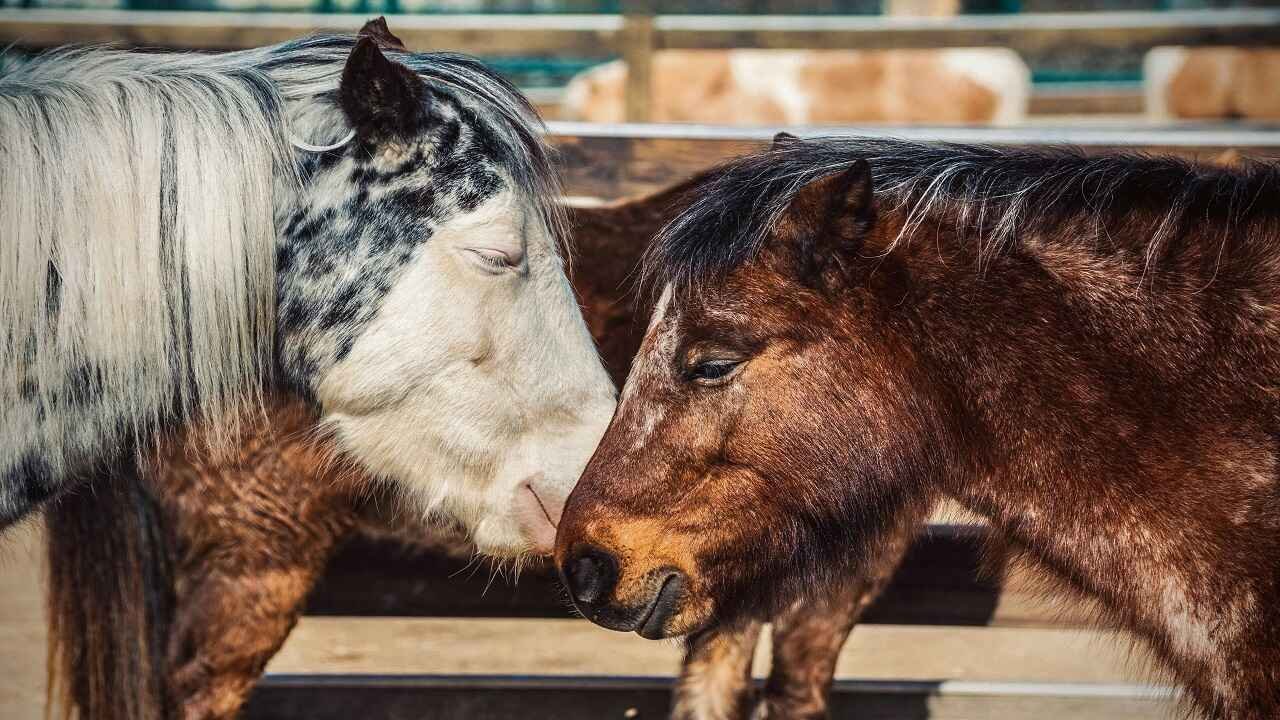 Names for Horses