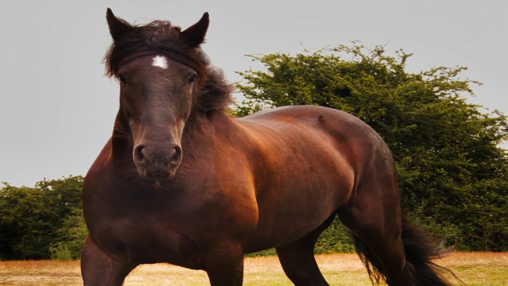 Native American Horse Names