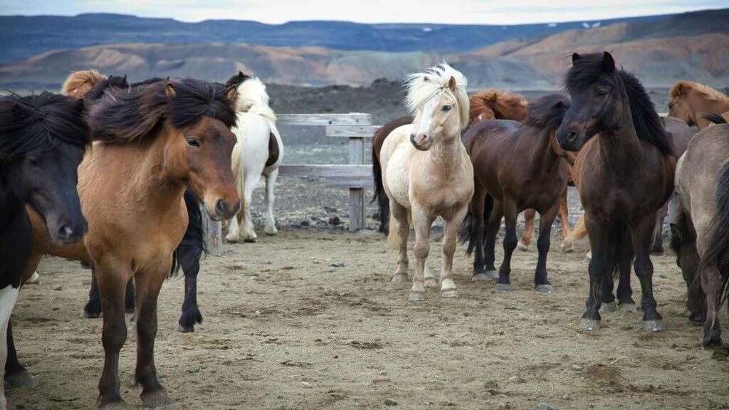 Percheron Horse Names with meanings