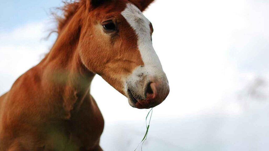 Redneck Horse Names