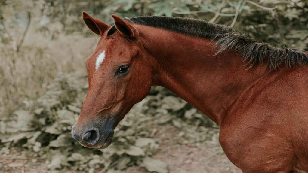 Redneck Horse Names with Meanings